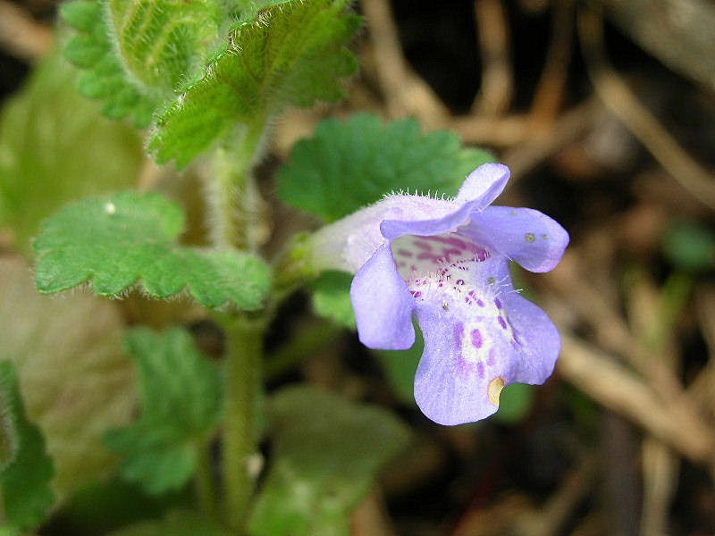 Glechoma hederacea / Ellera terrestre comune